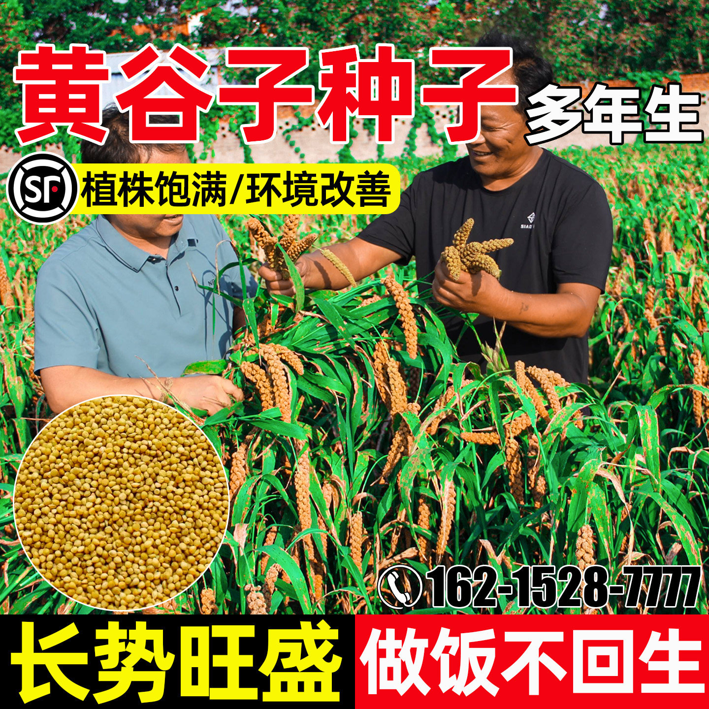 黄谷子四季高产生态修复水土保持