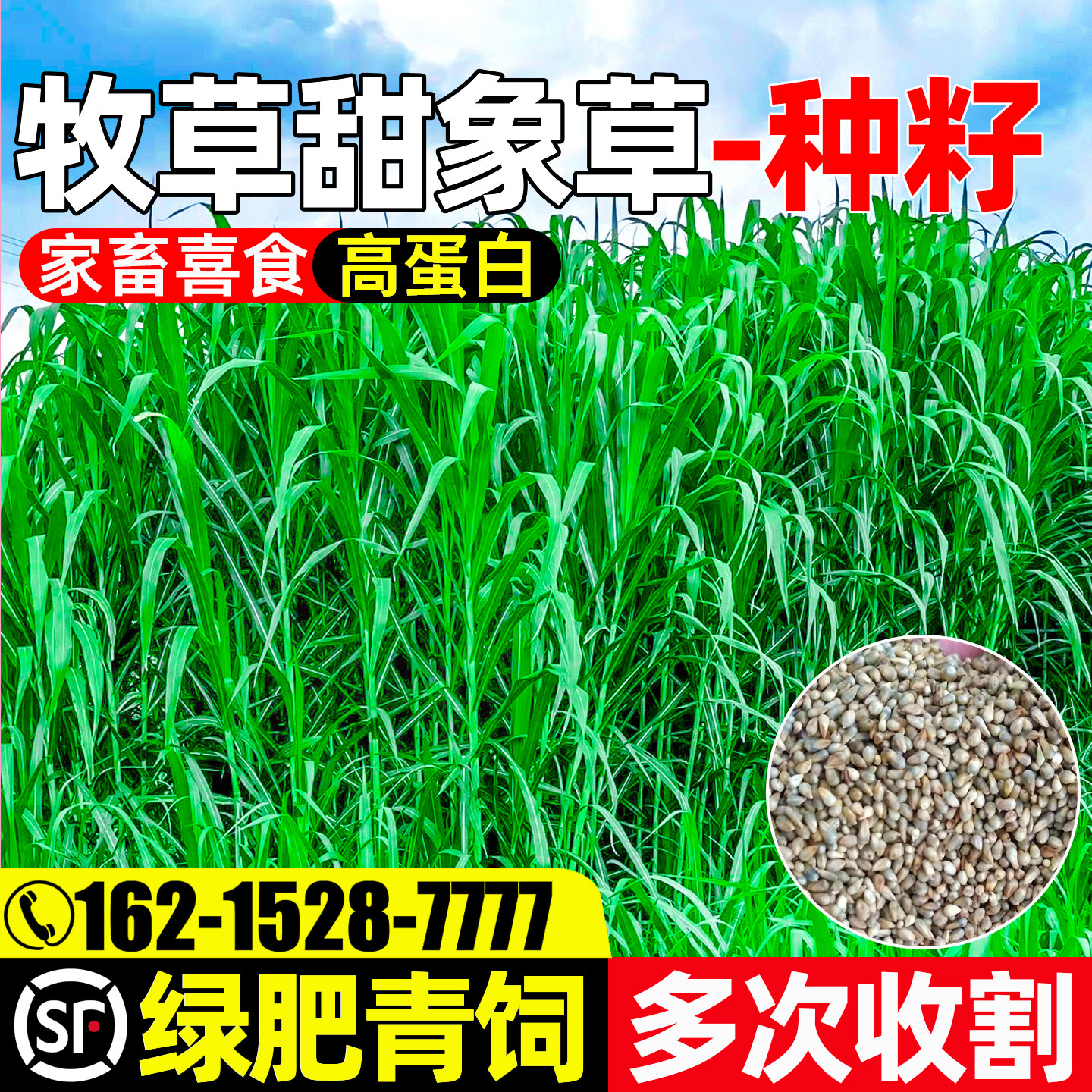 甜象草宽叶无毛四季高产多茬收割