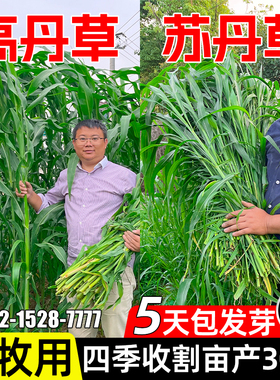 进口苏丹草草籽高丹草种四季猪牛羊种子牧草喂鱼养殖再生鱼草种籽