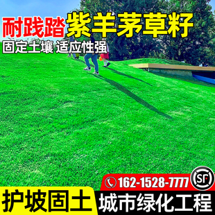 紫羊茅种籽四季常青矮生草坪草籽多年生护坡固土城市工程绿化种子