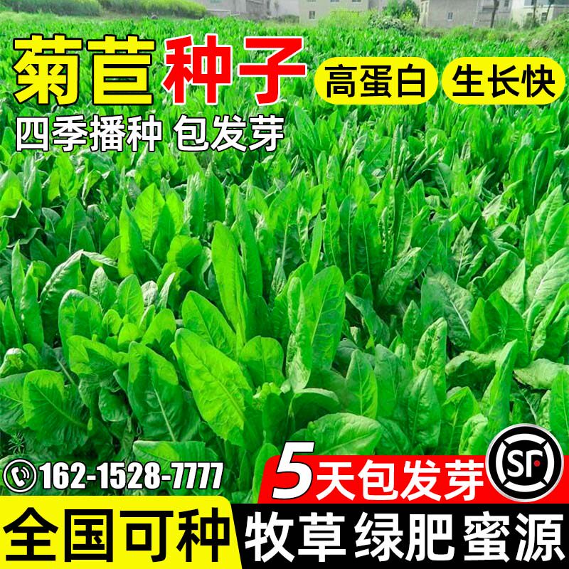 大叶菊苣多年生将军菊苣牧草籽