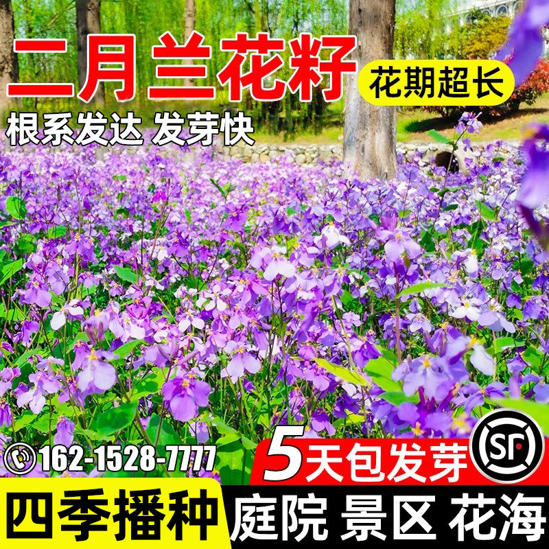 二月兰花种子庭院公园诸葛菜花籽