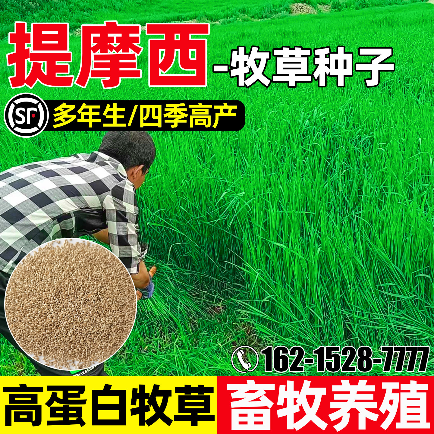 提摩西高蛋白畜牧养殖荷兰猪龙猫