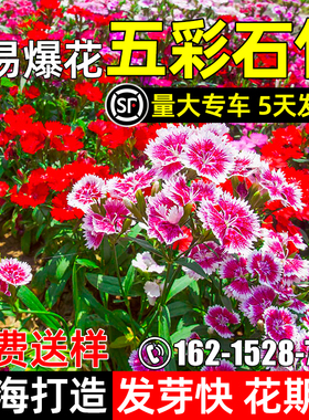 五彩石竹花籽四季种植庭院景区花海打造多年生欧石竹野花组合种籽