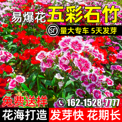 五彩石竹花籽欧石竹美国花卉种籽
