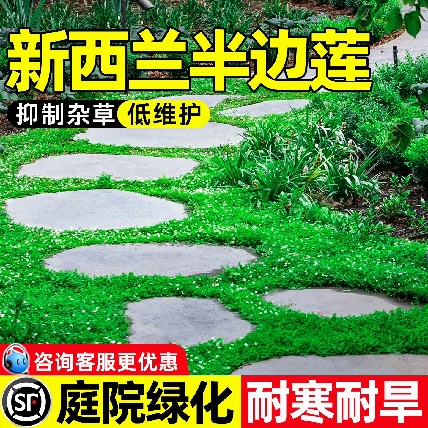 新西兰半边莲草籽庭院别墅绿化花境花园打造多年生四季常绿草种子