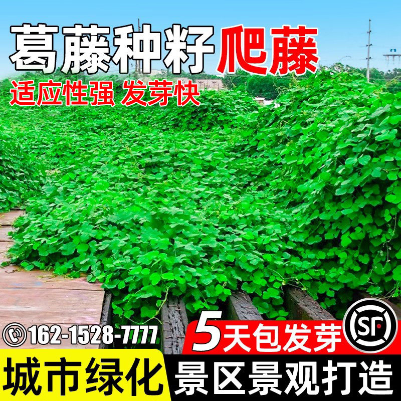 葛藤种子四季播边坡绿化景区景观