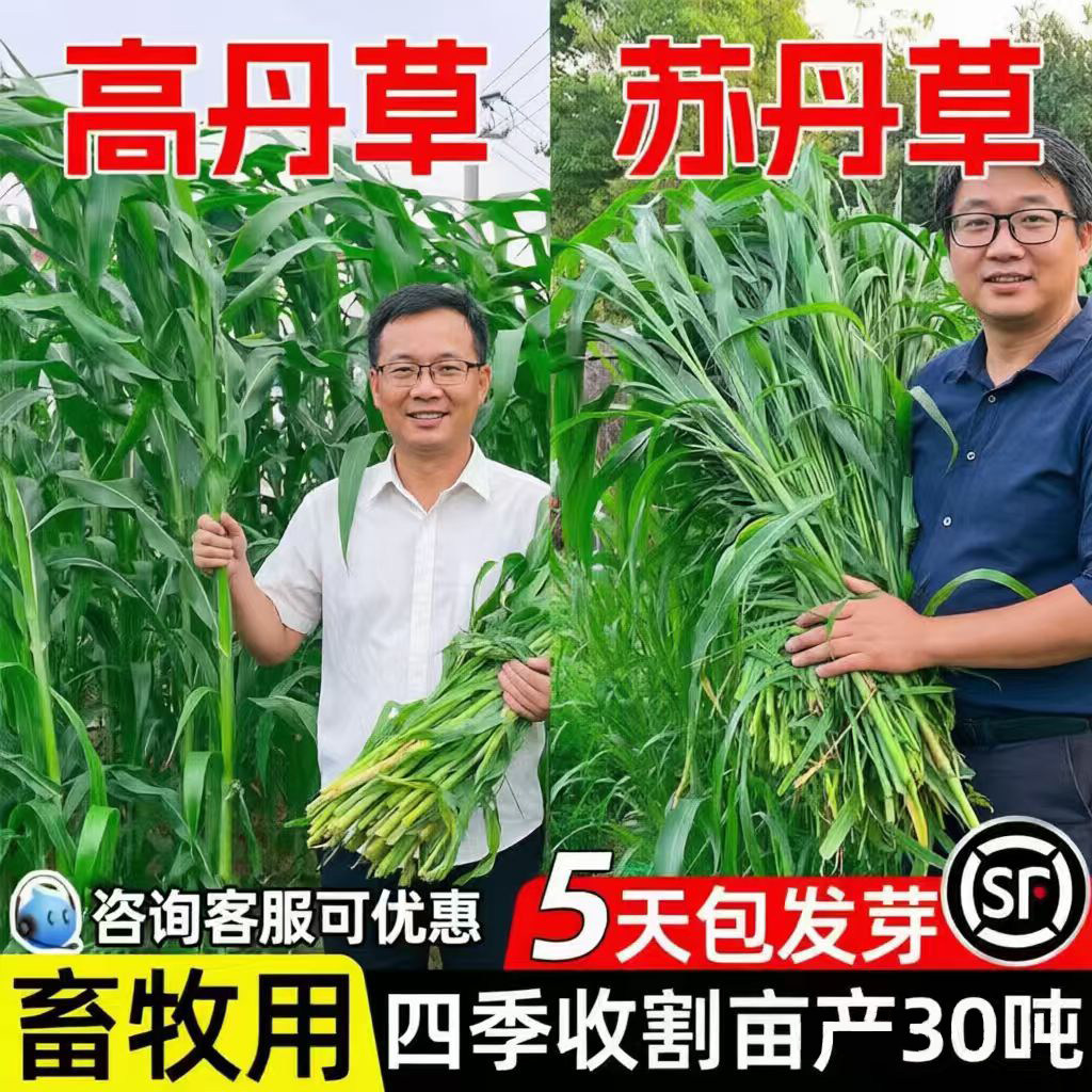 牧草四季进口苏丹草籽猪牛羊养殖