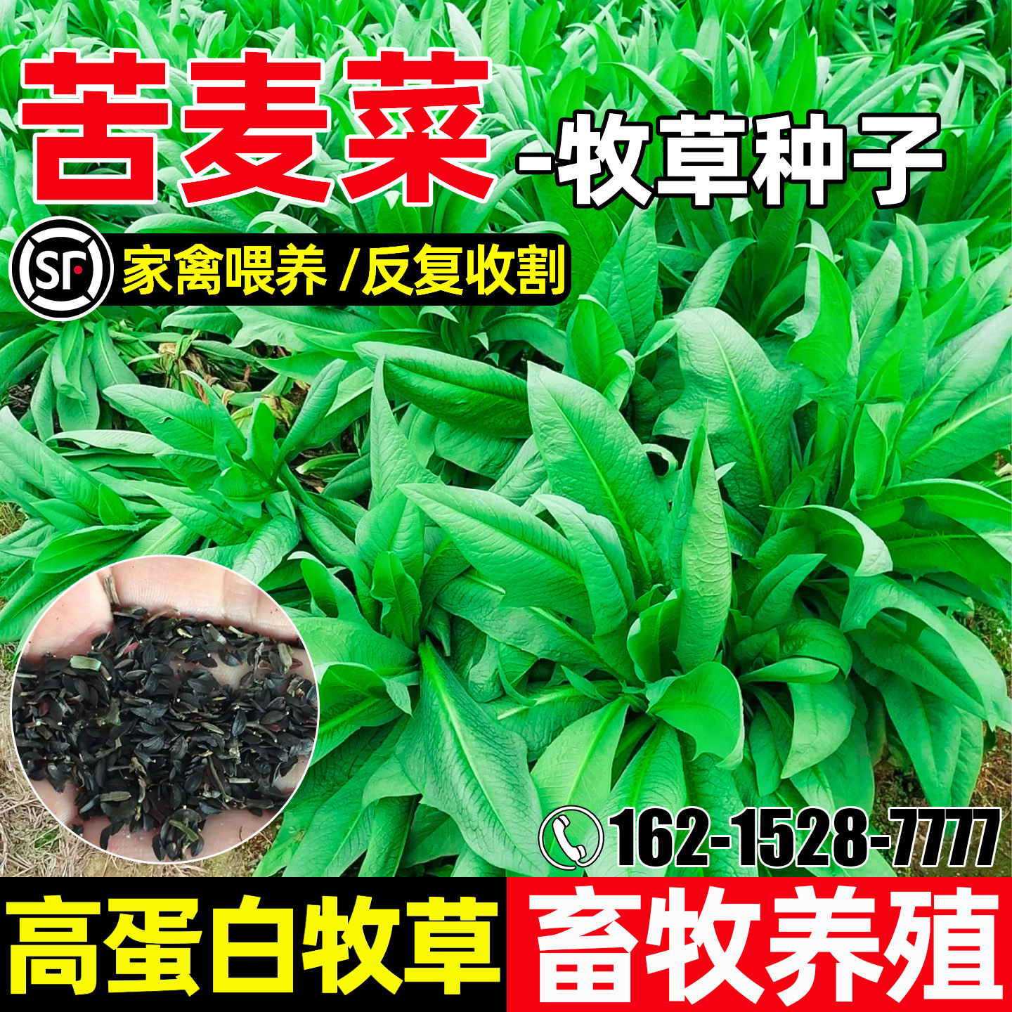 苦麦菜养殖猪牛羊鸡鸭鹅四季高产