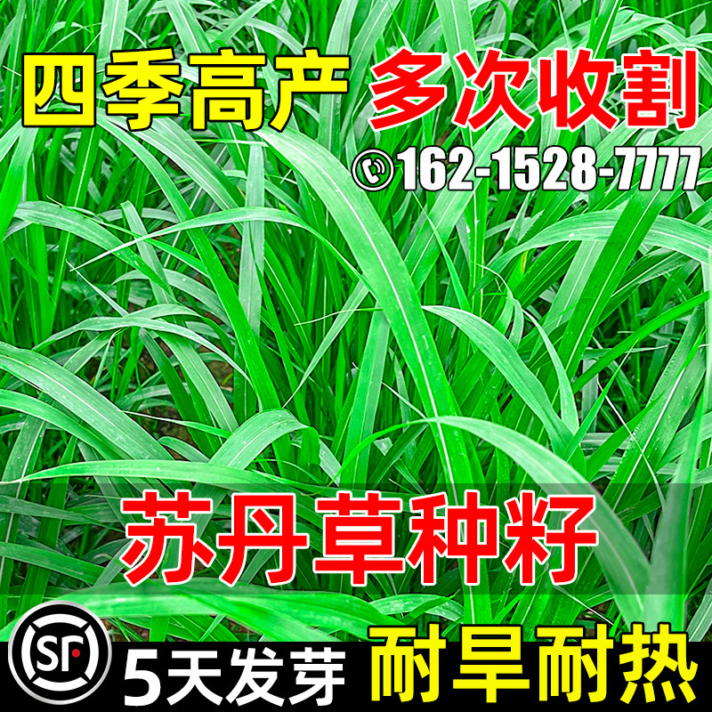 苏丹草牧草四季高产四季播种畜牧