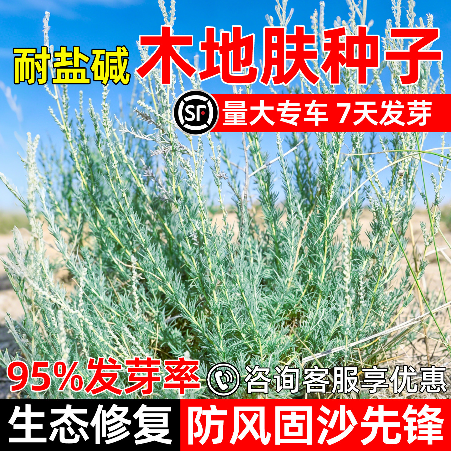 木地肤护坡固土抗风沙灌木草种籽