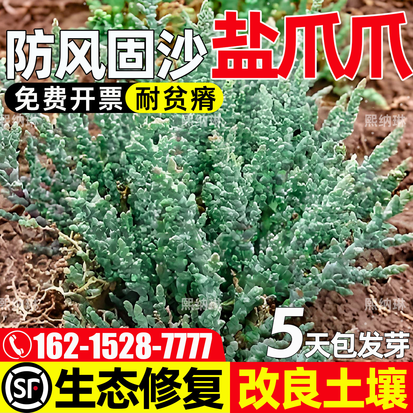 盐爪爪耐盐耐碱防风固沙生态修复