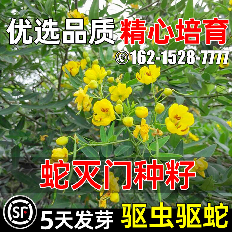蛇灭门种籽望江南凤凰草驱蛇草籽