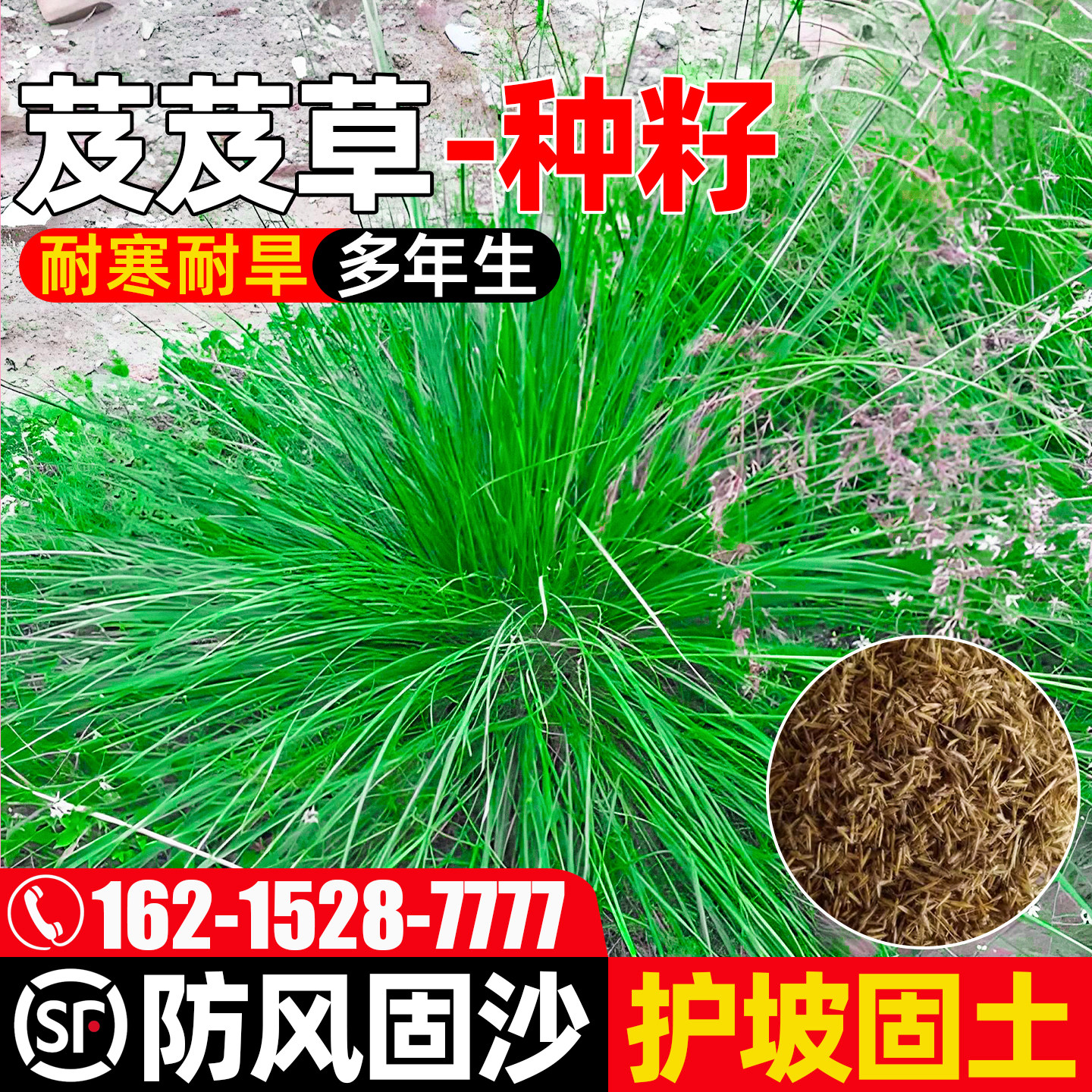 芨芨草护坡固土防风固沙工程绿化