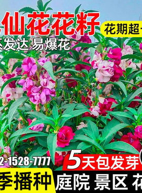 重瓣凤仙花种籽四季种植庭院别墅景区花海耐寒耐旱野花组合花种子