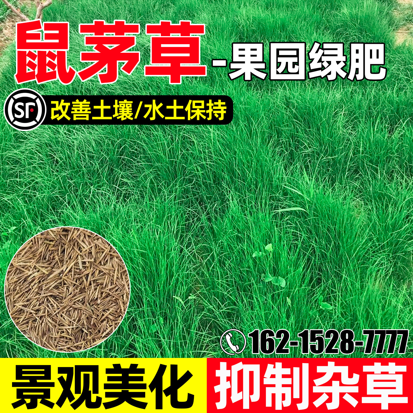 鼠茅草果园绿肥景观美化抑制杂草