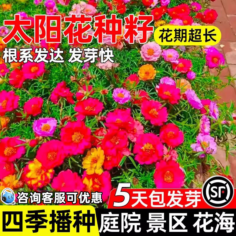 太阳花种籽四季种植庭院公园造景花海打造多年生野花组合花卉种子