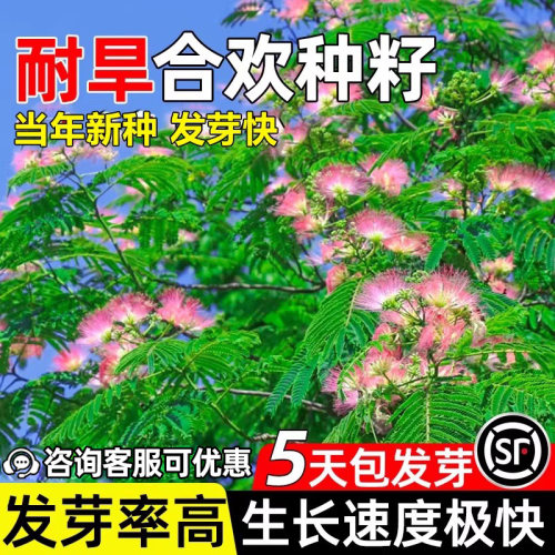 银合欢种子四季绒花树观赏盆栽