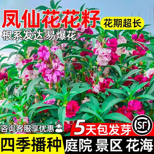 凤仙花种籽四季种植庭院别墅景区花海耐寒耐旱野花组合花卉花种子