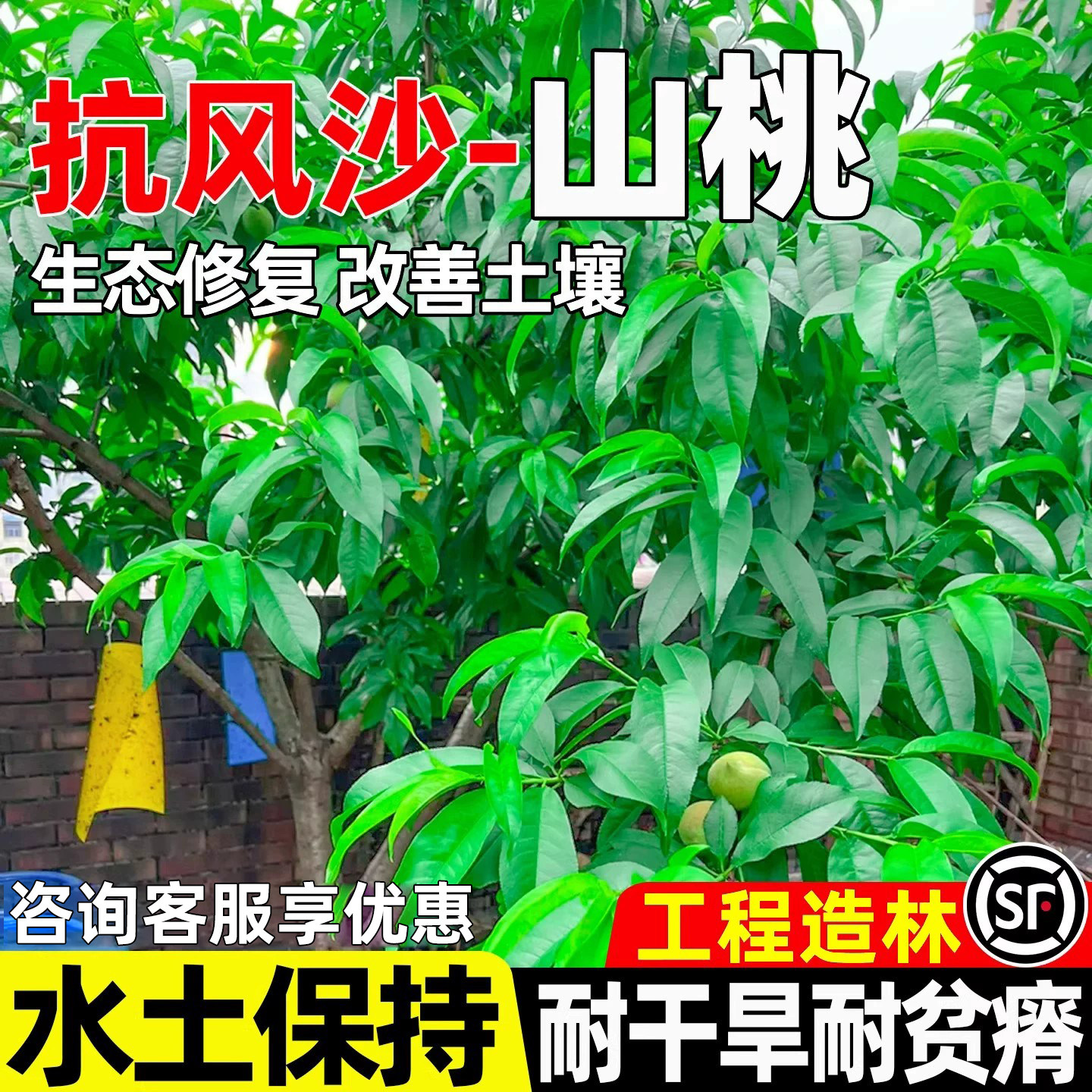 山桃工程绿化生态改善水土保持