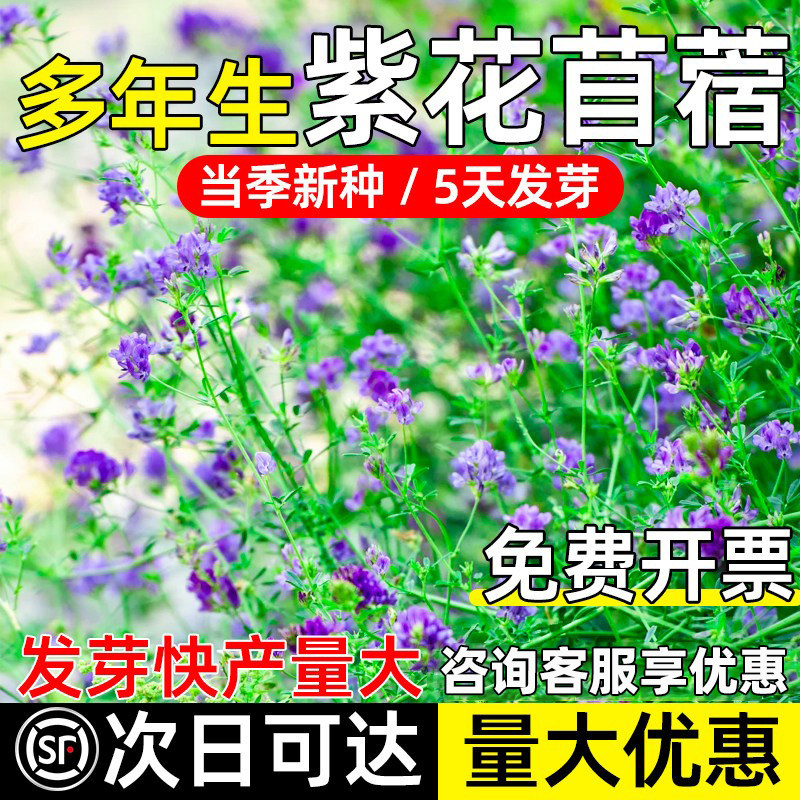 畜牧草籽紫花苜蓿高蛋白高产量