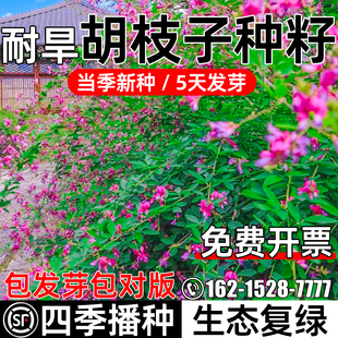 胡枝子种子护坡固土灌木草籽耐寒耐旱生态复绿多年生绿化灌木种籽