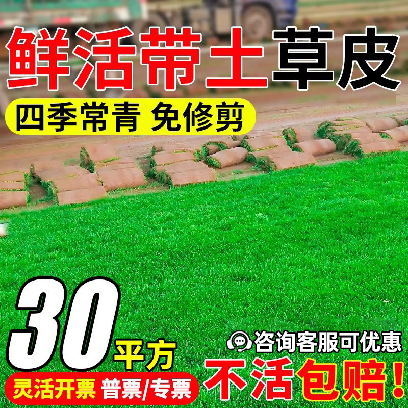 带土草皮百慕大四季青绿化真草皮