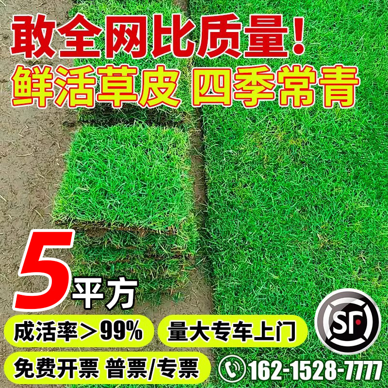 真草皮草坪带泥土地毯草台湾草别墅庭院花园百慕大绿化马尼拉草坪