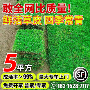 真草皮草坪带泥土地毯草台湾草别墅庭院花园百慕大绿化马尼拉草坪
