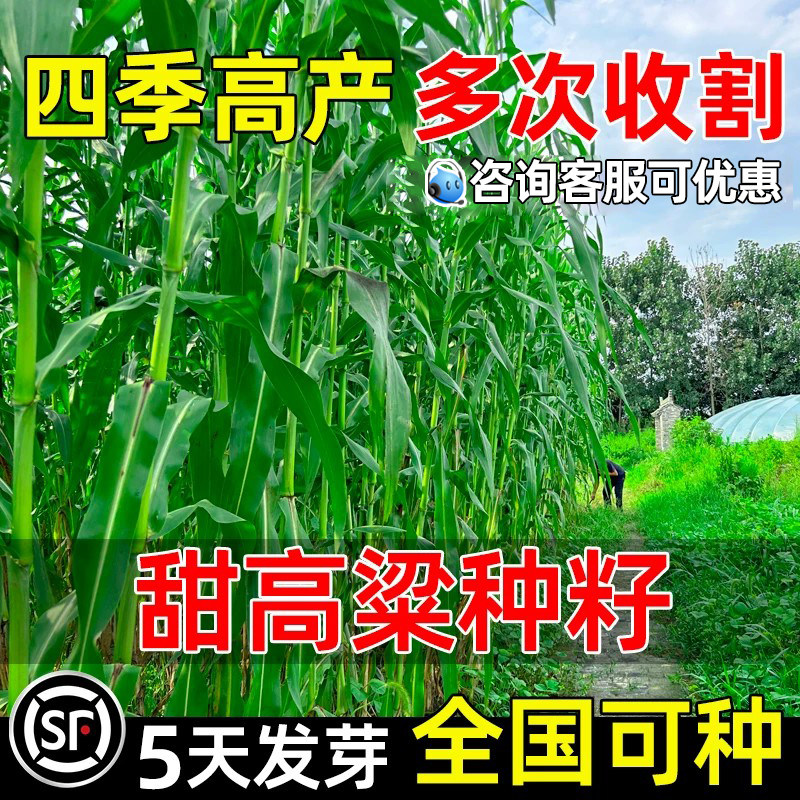 甜高粱种籽美国大力士四季高产多年生畜牧养殖多茬收割高蛋白种子