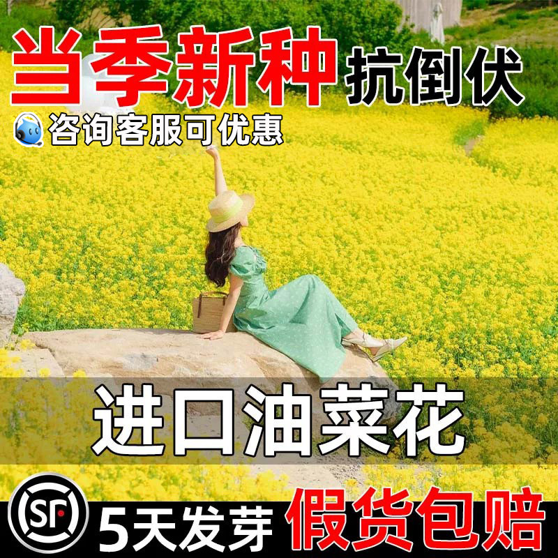 油菜花花海种子高产食用榨油籽