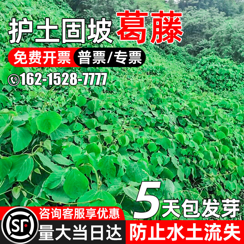 葛藤种子护坡固土爬藤植物多年生