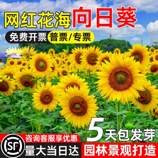 向日葵花种籽四季种植园林绿化景观观赏花海打造野花组合花卉种子