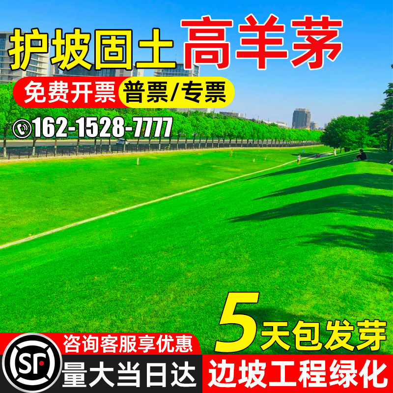 高羊茅工程绿化耐寒耐旱护坡固土