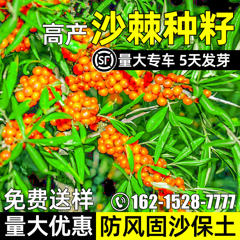 沙棘种子防风固沙灌木草籽四季多年生护坡固土边坡绿化耐贫瘠种籽