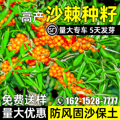 沙棘树种子沙枣树黄木种子灌木