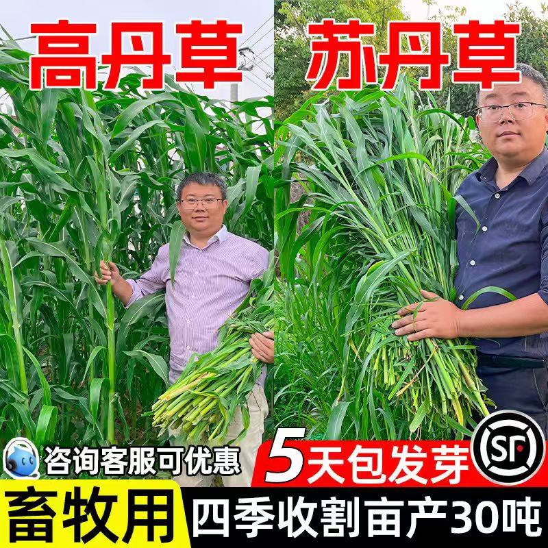 进口苏丹草草籽高丹草种四季猪牛羊种子牧草喂鱼养殖再生鱼草种籽,鲜花速递/花卉仿真/绿植园艺,家庭园艺种子,淘宝优惠券,粉丝福利购,淘宝优惠卷