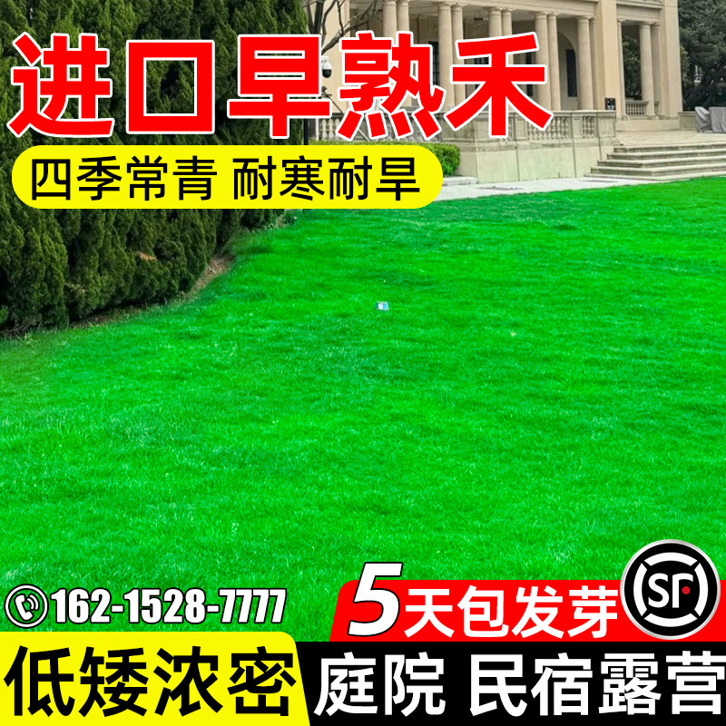 早熟禾庭院民宿耐践踏草坪种子