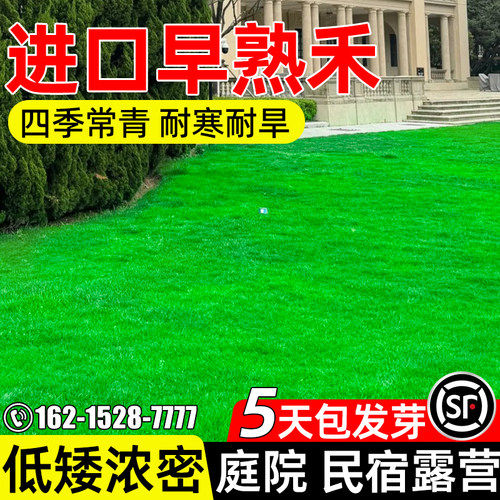早熟禾庭院民宿耐践踏草坪种子
