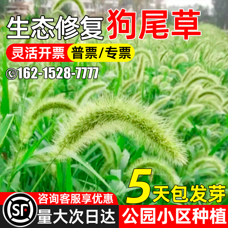 狗尾巴草籽耐热耐旱四季常青草种子公园小区绿化生态修复草坪种籽