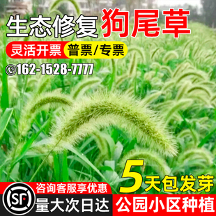 狗尾巴草籽耐热耐旱四季常青草种子公园小区绿化生态修复草坪种籽