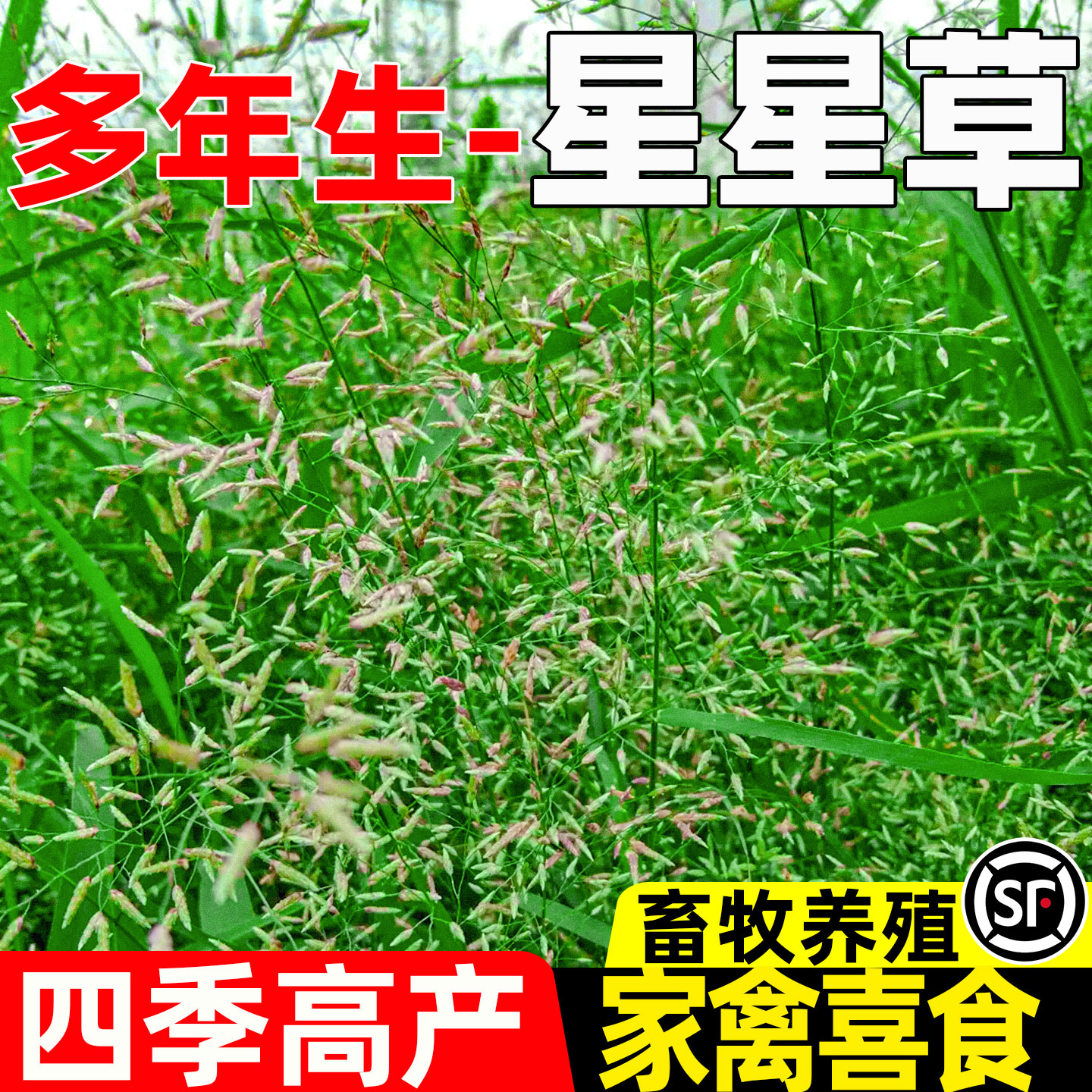 星星草种子多年生耐盐碱护坡固土