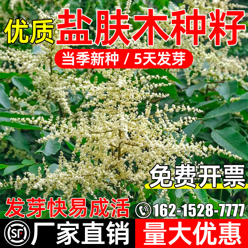 优质盐肤木生态复绿护坡固土灌木