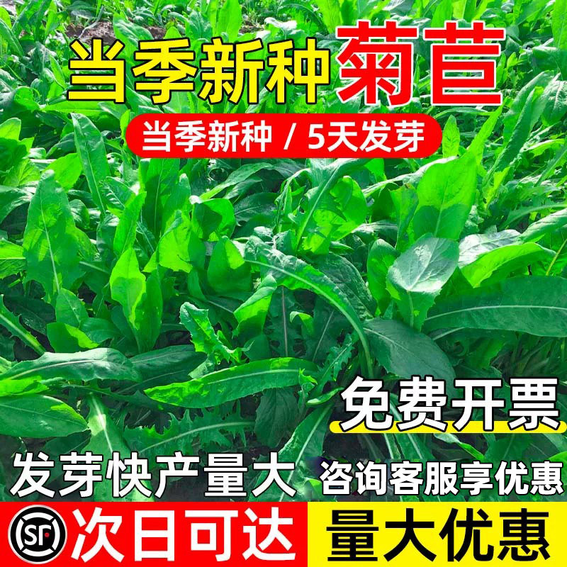大叶菊苣将军菊苣高蛋白四季牧草
