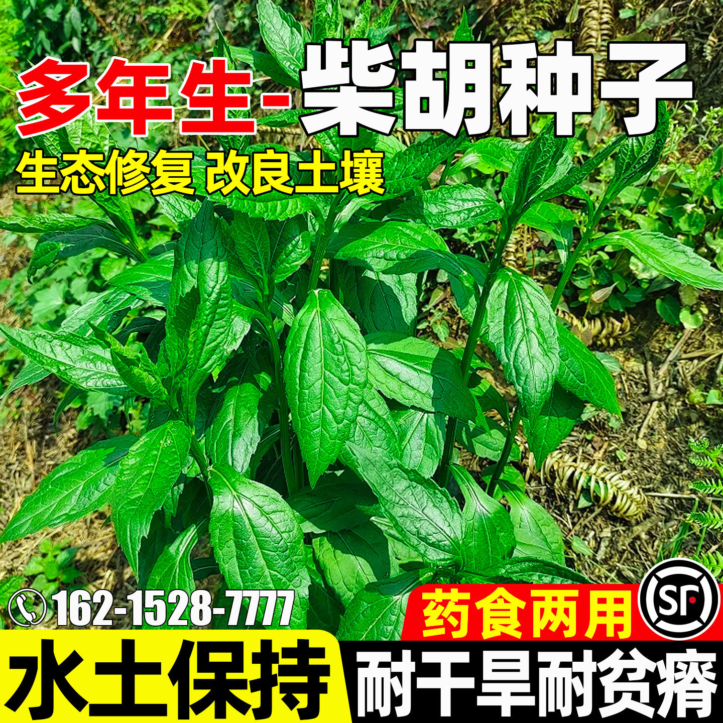 柴胡水土耐寒耐旱两用药材种籽