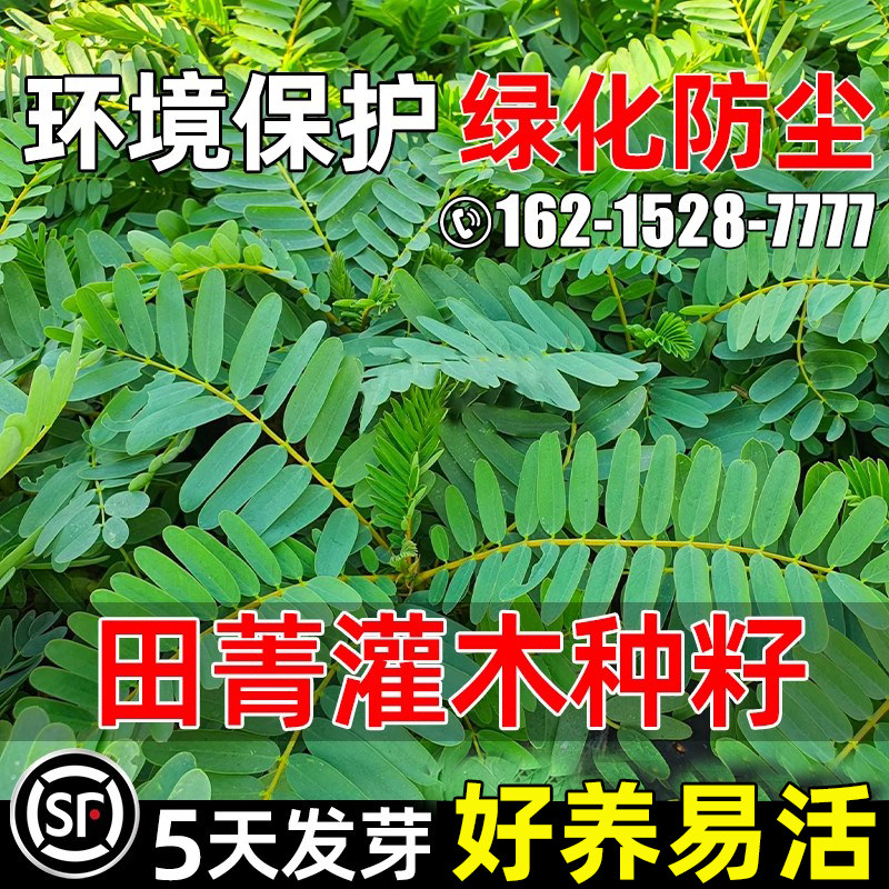 进口田菁四季牧草田青子紫色田菁