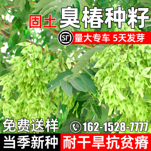 臭椿种子护坡固土林木灌木草籽多年生耐寒耐旱耐贫瘠工程绿化种籽