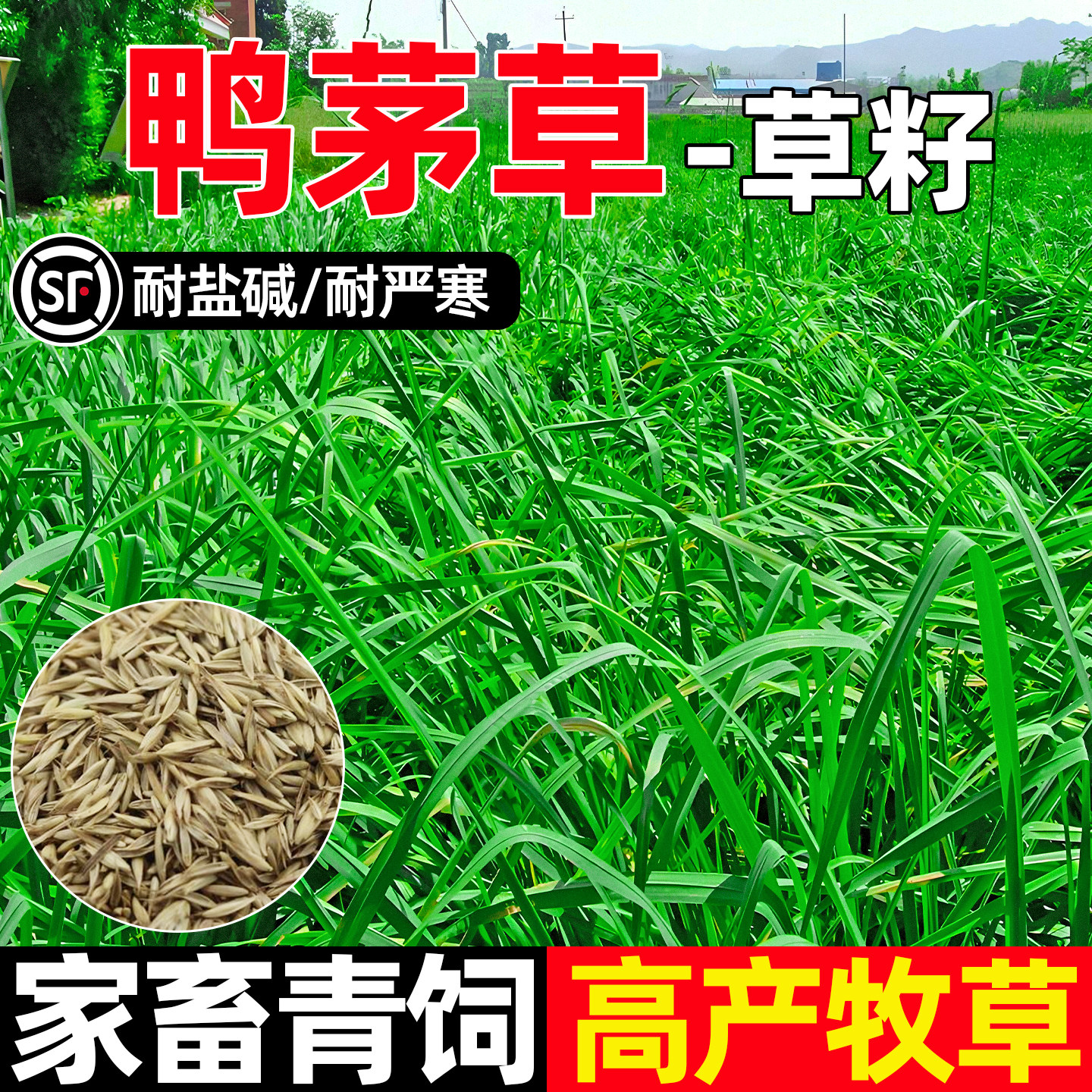 鸭茅草家畜喜食畜牧养殖多茬收割