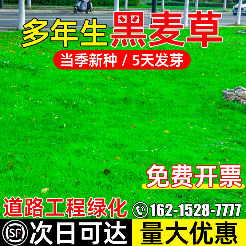 黑麦草草籽四季常青多年生种籽工程复绿道路绿化耐寒耐旱草坪种籽