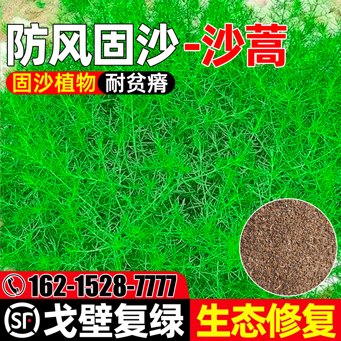 沙蒿防风固沙戈壁复绿生态修复
